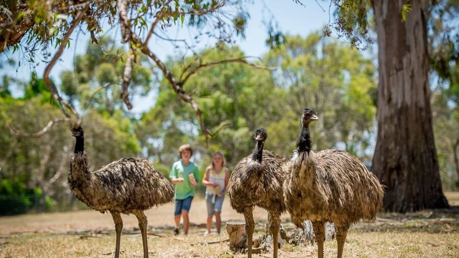How to spend a weekend in Adelaide with the kids