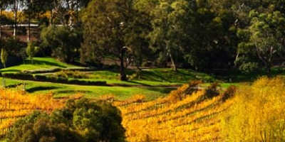 Half-day McLaren Vale Wine Experience $79