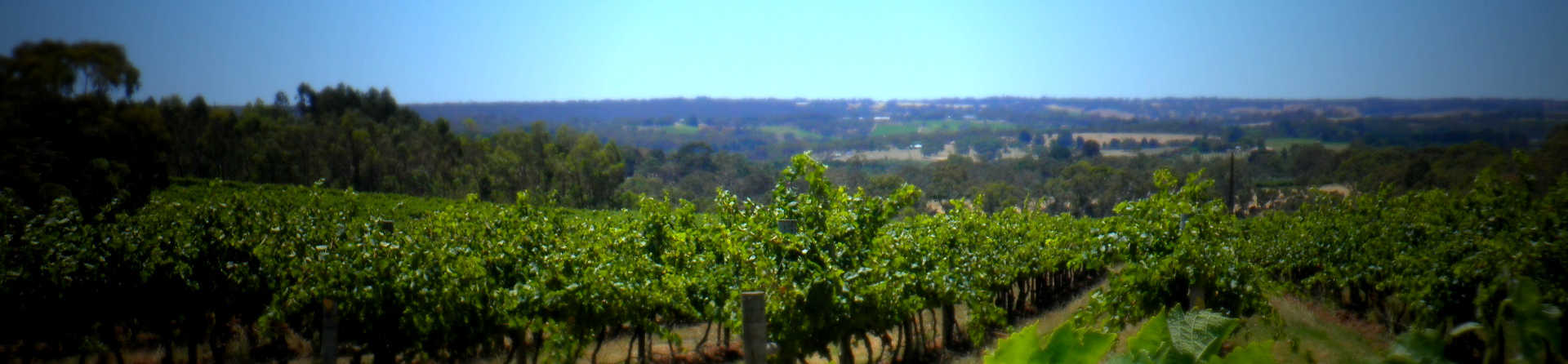 Visit the Wineries