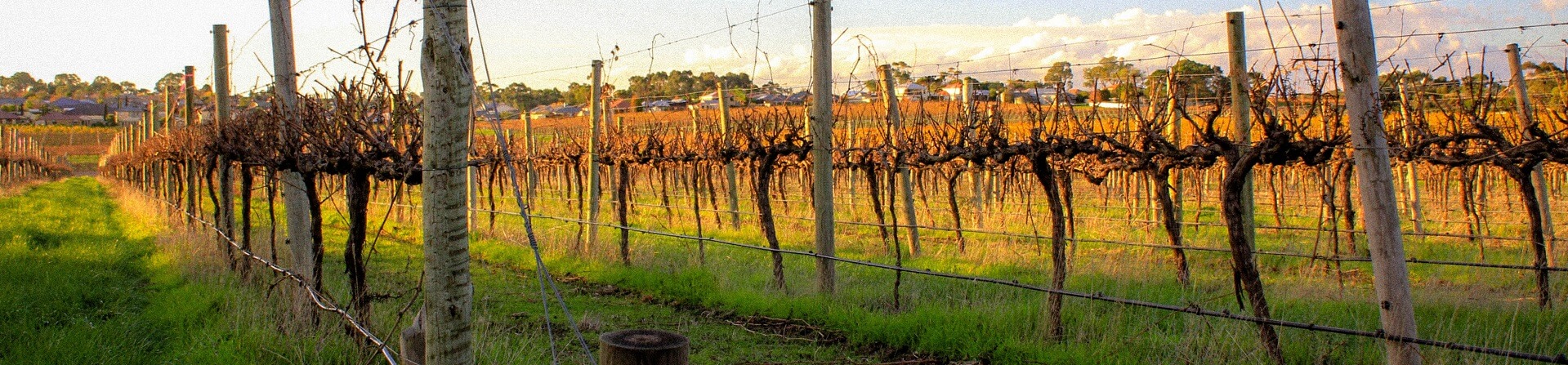 What wine is the best from McLaren Vale?