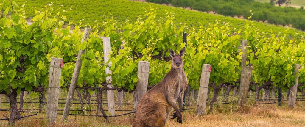 Half-day McLaren Vale Wine Experience $89