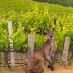 kangaroo in winery
