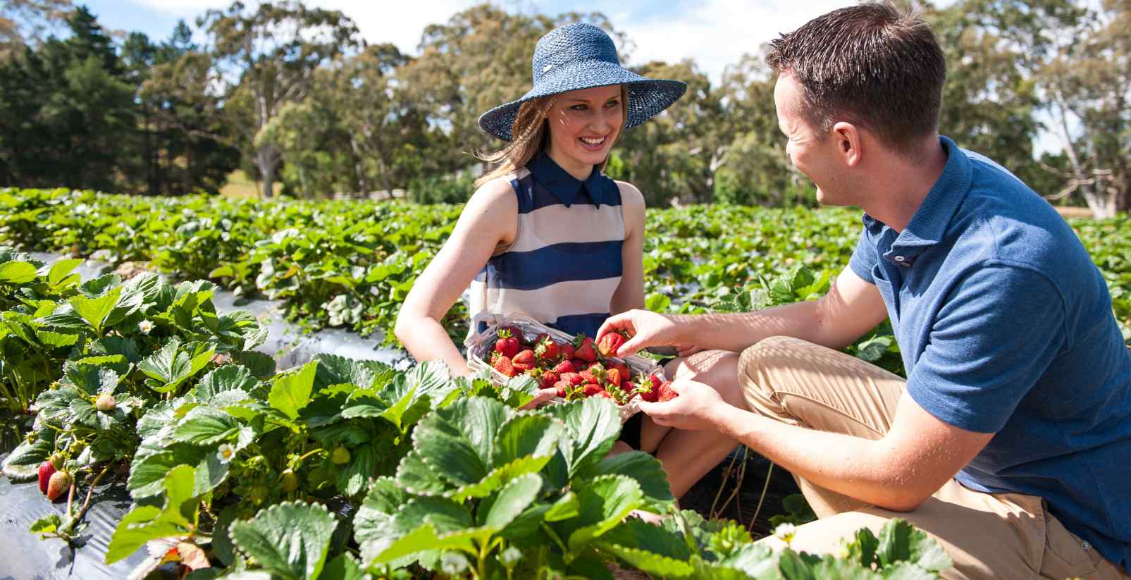 Strawberry picking at Beerenberg Farm