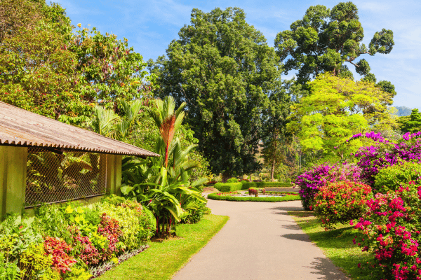 Adelaide Botanic Garden