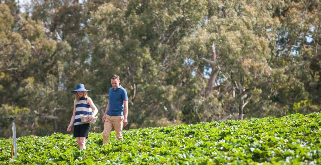 couple walking through strawberry farm