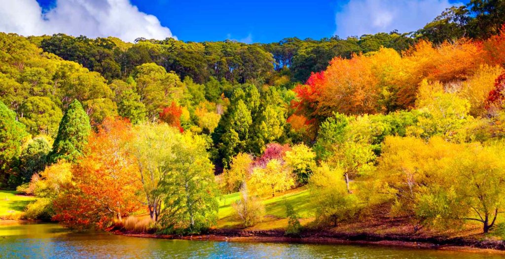 Autumn trees in Adelaide park