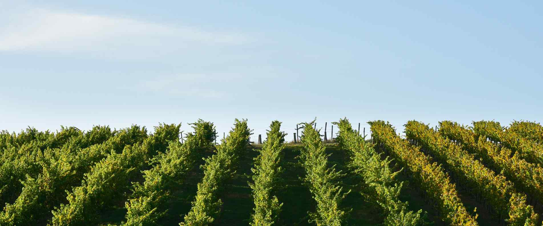 vinyards sweepng over hill