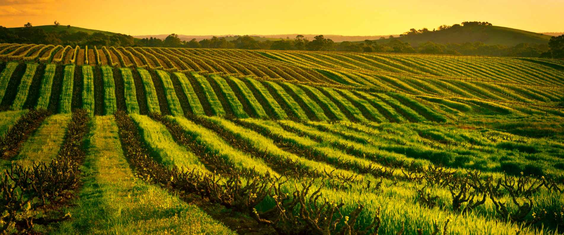 Adelaide vineyard at sunset