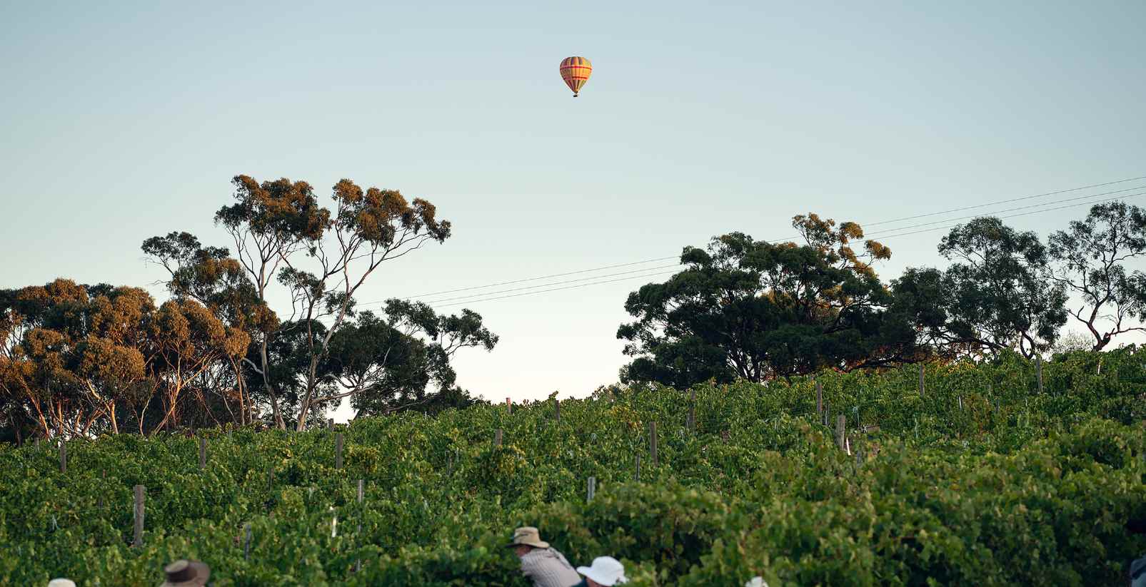Hot air ballon above vinyards
